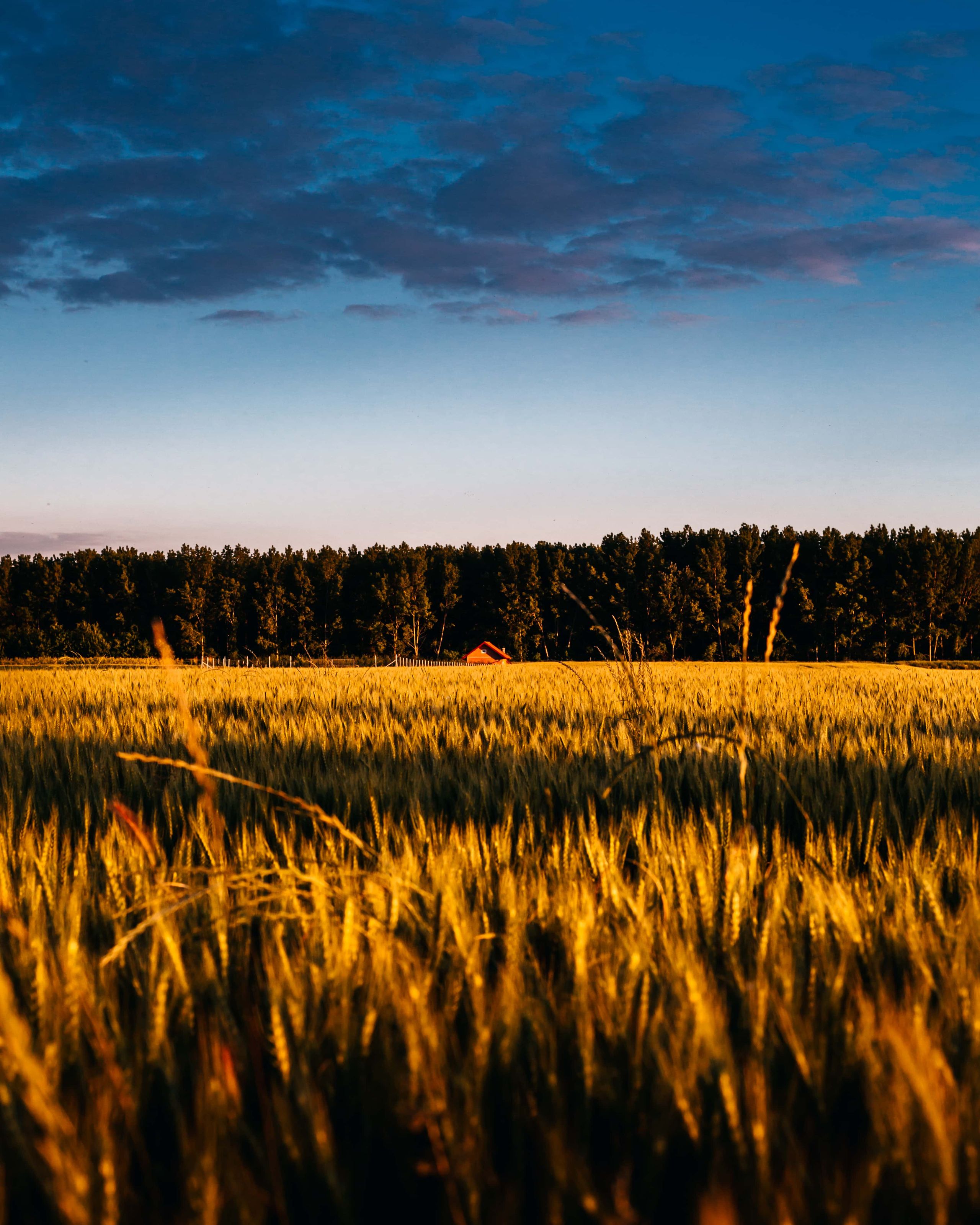 Golden wheat field at harvest