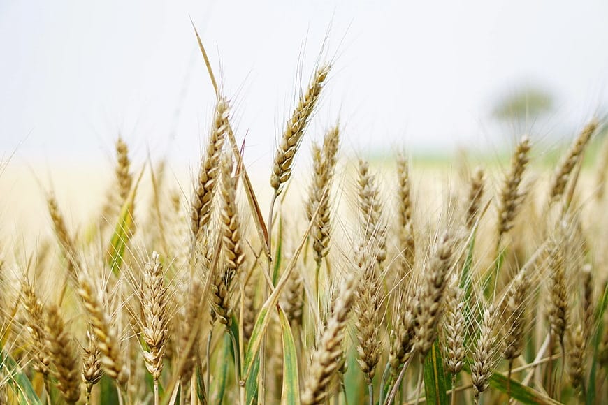 Golden wheat close-up